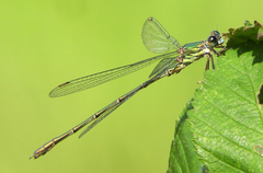 Chalcolestes viridis