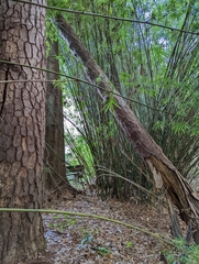 Bambusoideae