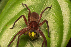 Heteropoda