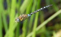 Aeshna mixta