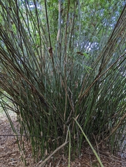 Bambusoideae
