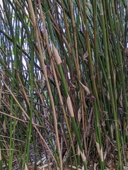 Bambusoideae