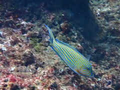 Acanthurus lineatus