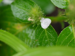 Rostellularia procumbens