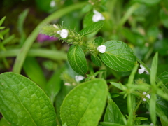 Rostellularia procumbens