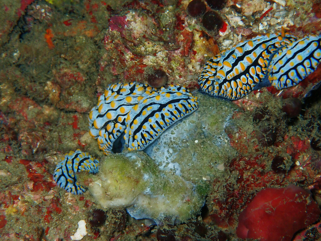 Variable Wart Slug