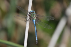 Anax imperator