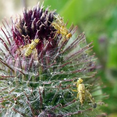 Terellia tussilaginis