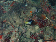 Chrysiptera rollandi