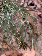 Chionaspis pinifoliae