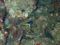 Chrysiptera rollandi