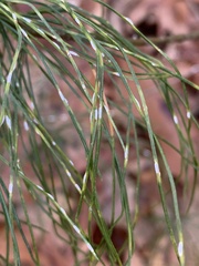 Chionaspis pinifoliae