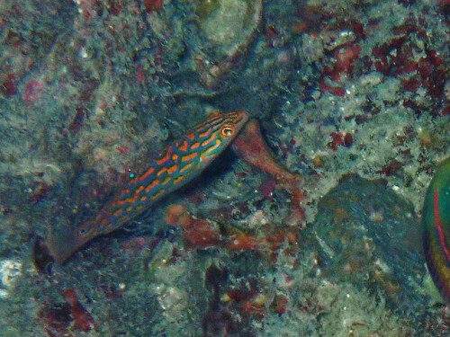 Timor Wrasse (Halichoeres timorensis)