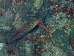 Halichoeres timorensis