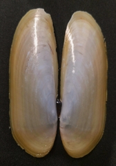 Cultellus attenuatus