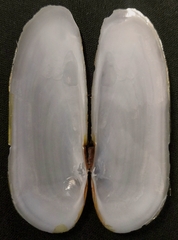 Cultellus attenuatus