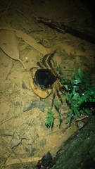 Somanniathelphusa sinensis