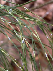 Chionaspis pinifoliae