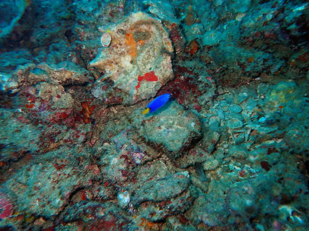 Similar Damsel (Pomacentrus similis) — recorded at Palong Wall