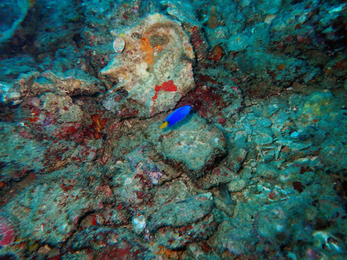 Similar Damsel (Pomacentrus similis)