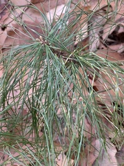 Chionaspis pinifoliae