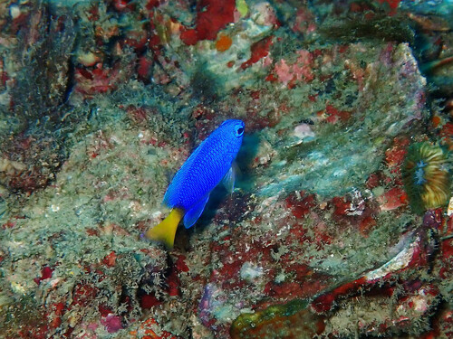 Similar Damsel — seen at this dive site