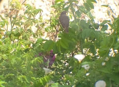 Acrocephalus dumetorum