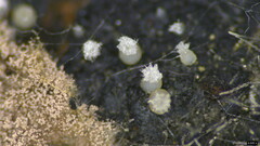 Chaetospermum