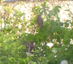 Acrocephalus dumetorum