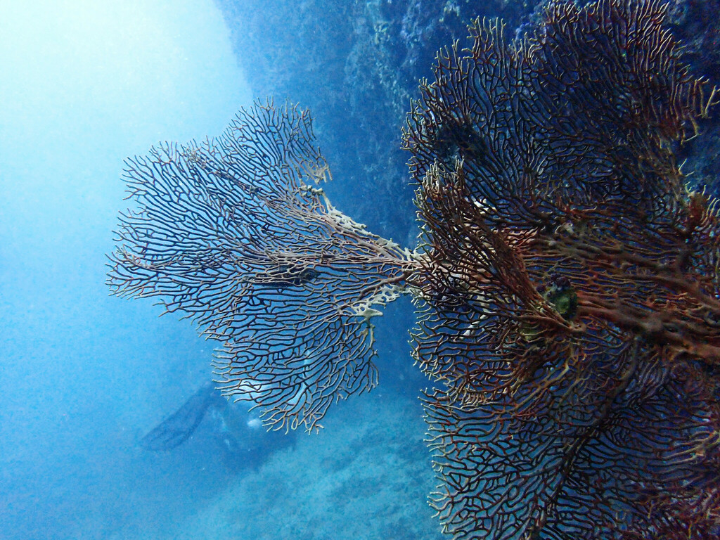 Giant Sea Fan