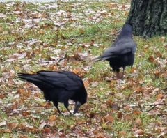 Corvus frugilegus