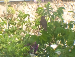 Acrocephalus dumetorum