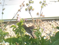 Acrocephalus dumetorum