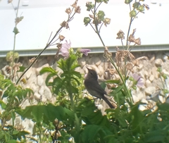 Acrocephalus dumetorum