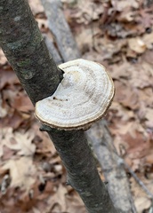 Daedaleopsis confragosa