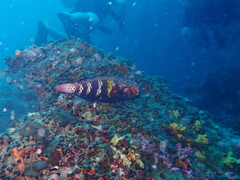 Chlorurus capistratoides