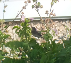 Acrocephalus dumetorum