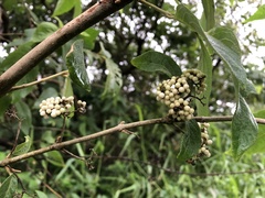 Callicarpa formosana formosana