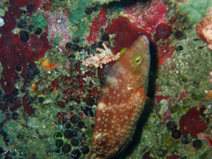 Cheilinus chlorourus