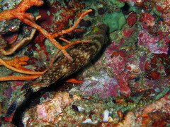 Cheilinus chlorourus