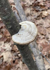 Daedaleopsis confragosa