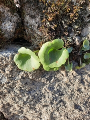 Umbilicus rupestris