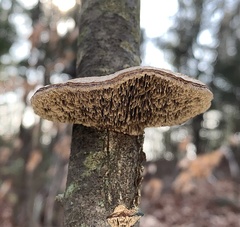 Daedaleopsis confragosa