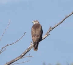Buteo buteo