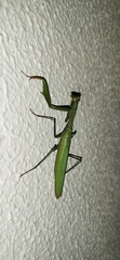 Mantis religiosa