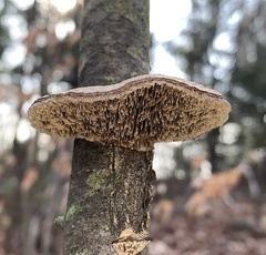 Daedaleopsis confragosa