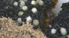 Chaetospermum