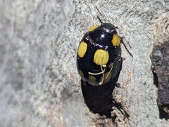 Paropsisterna sexpustulata