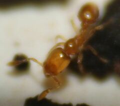 Solenopsis abdita