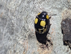 Paropsisterna sexpustulata